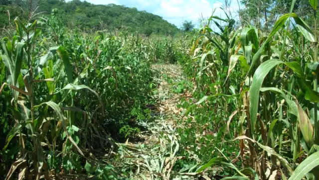 Armando Chi (rec.) explicó que estos animales no tienen frutos para comer debido a la devastación de la selva por el fuego