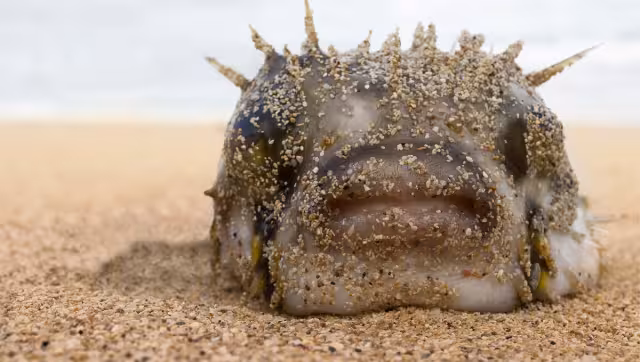 Uno de los platos más buscados en Asia. Foto: Especial