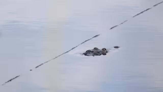 Muchos de estos animales carnívoros han comenzado a salir de su entorno para trasladarse a otros rumbos en búsqueda de alimento