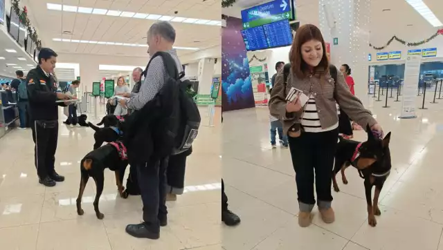 Los perros, un dóberman y tres labradores, llegaron de Monterrey con destino a Orlando, Florida