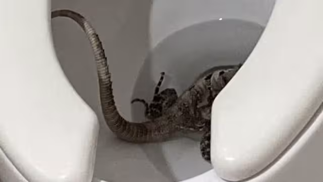 Por fortuna, un hombre acudió a ayudar a la vecina de Las Américas en Mérida para sacar al tolok