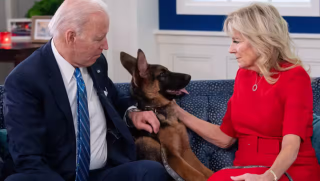 El perro llegó de cachorro, hoy tiene 22 meses. Foto: Especial