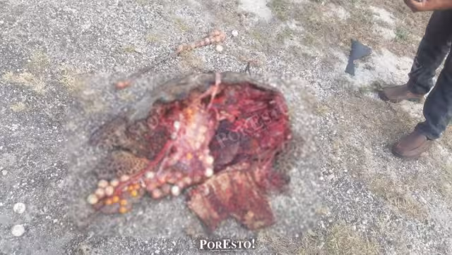 Erosión costera obliga a tortugas a acercarse a carreteras