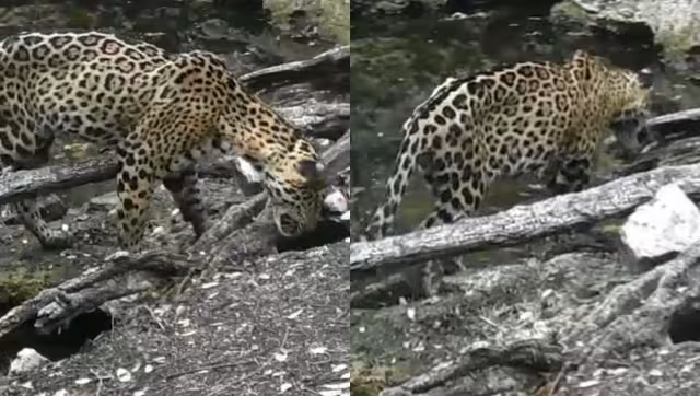 La grabación fue lograda por una cámara trampa, ubicada a escasos metros de una aguada