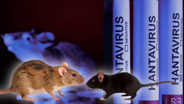 México no registra casos de Hantavirus, confirma David Kershenobich