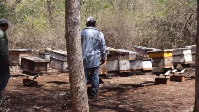 El Fipronil, prohibido en 36 países, es uno de los principales causantes de la muerte de abejas