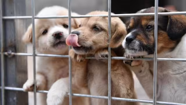 Nuevo León es el primer estado en México que prohíbe la venta de perros y gatos