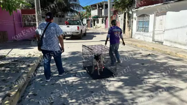Esterilización y multas: medidas contra la sobrepoblación animal en colonias carmelitas
