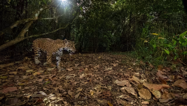 Gran Calakmul es la reserva más grande de México y la segunda tras el Amazonas