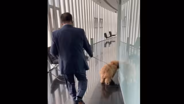 Los perros se convierten en los mejores amigos de las personas, ya que transmiten un amor incondicional