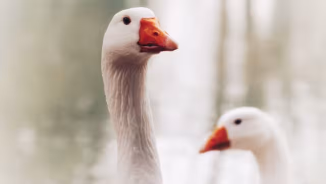 En Hungría se sacrificaron 7 mil 400 gansos por foco de gripe aviar