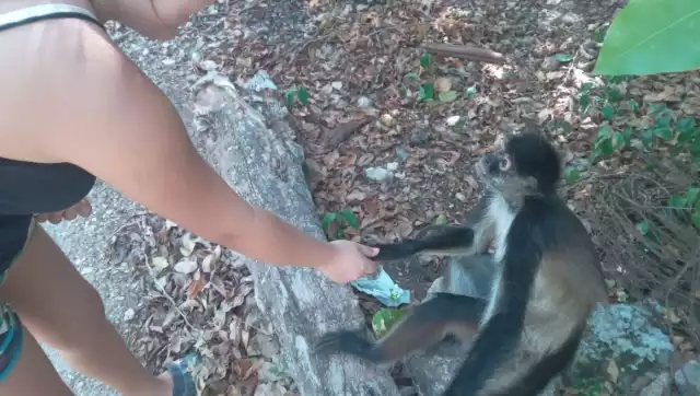 Habitantes de la comunidad señalan que el mono no representa una amenaza