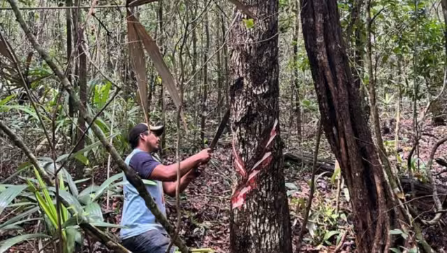 El látex se extrae de los árboles a una altura de hasta 40 metros.