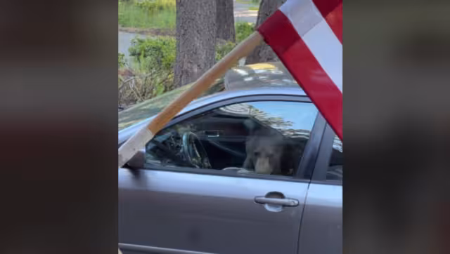El animal pasó un buen rato dentro. Foto: Especial