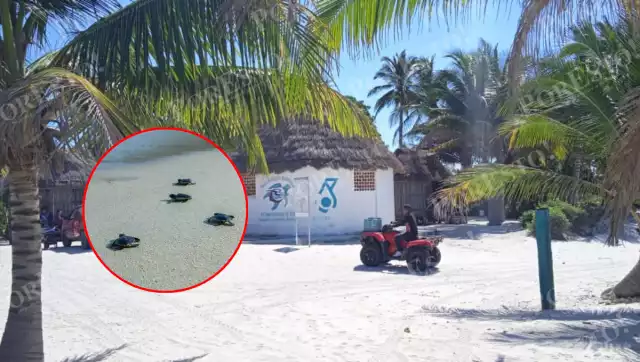 Se registraron 6 mil 010 nidos y 423 mil 786 huevos protegidos en los nueve campamentos tortugueros del estado.