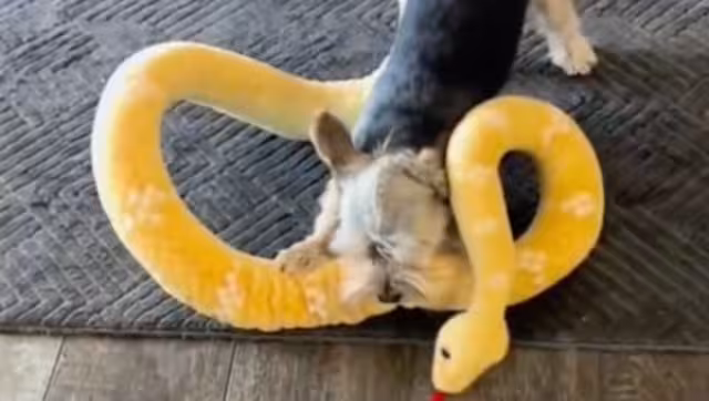 Perrito pierde la batalla contra una víbora de peluche y se hace viral: VIDEO