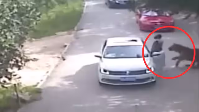 La mujer fue arrastrada por el animal, quien la devoró. Foto: Especial