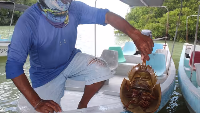 La presencia del agroquímico en el sedimento causa que las cacerolitas acumulen en sus cuerpos el producto