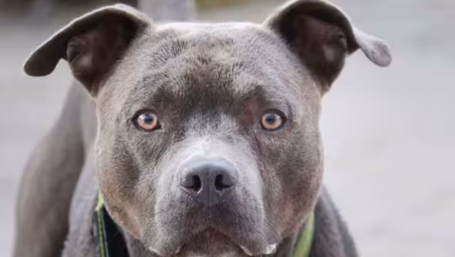 La mujer pasaba con una casa cuando el perro se escapó