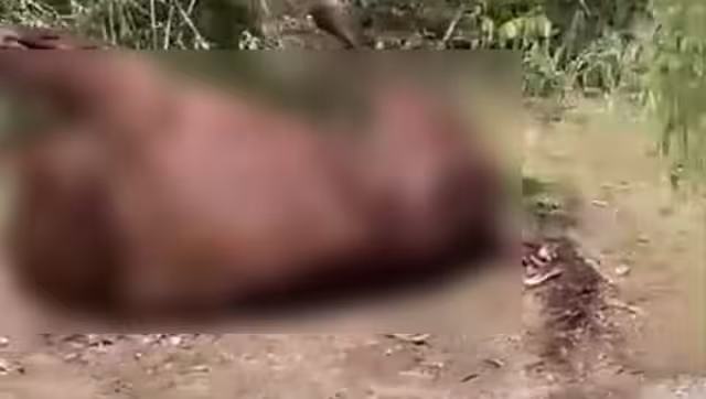 Tiran a caballo muerto en carretera de Euán