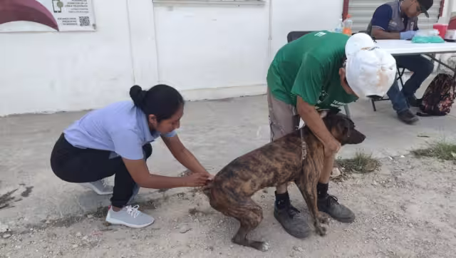 En la primera jornada intensiva se habilitaron 15 módulos de la Secretaría de Salud para inmunizar a las mascotas; también acudirán a las comunidades.