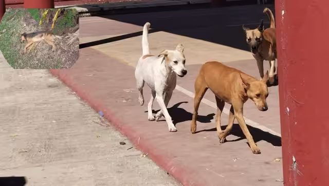 Desconocen quién acabó con la vida de las mascotas