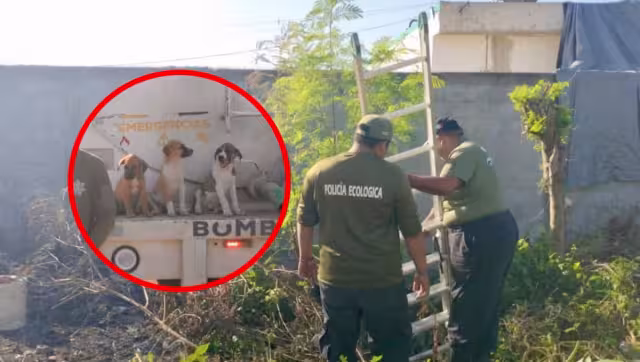 La dueña de los tres cachorros reportó el incidente
