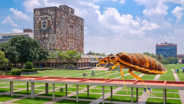 En redes sociales los alumnos han denunciado picaduras y ronchas