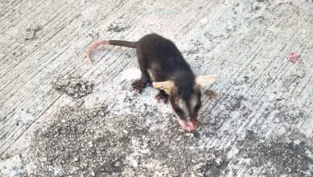 Perece fauna salvaje en Chetumal: a diario se reportan al menos 3 tlacuaches muertos en la mancha urbana