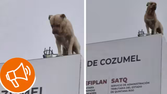 Un perrito de raza pitbull se encontraba en el techo de las oficinas del SATQ de Cozumel
