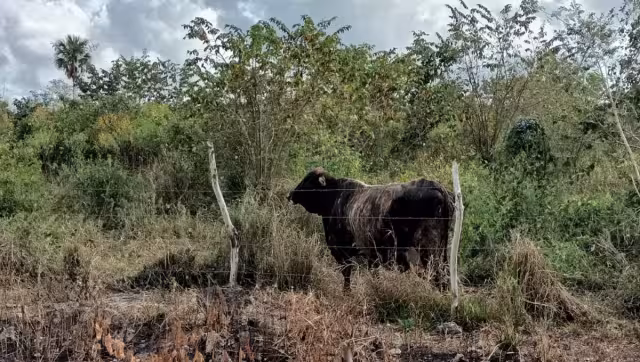 Durante estos periodos aumenta el consumo de agua y la frecuencia de abrevado, y es cuando los ganaderos deben estar atentos; algunos optan por comercializar su carne