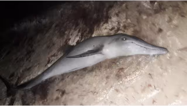 Se desconoce si hay algún plan o lugar en el puerto donde el personal de protección de animales pudiera responder de manera rápida