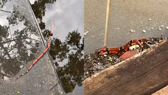 Vecinos alertan por avistamientos de coralillo en Residencial Árborea y otras zonas húmedas de Conkal