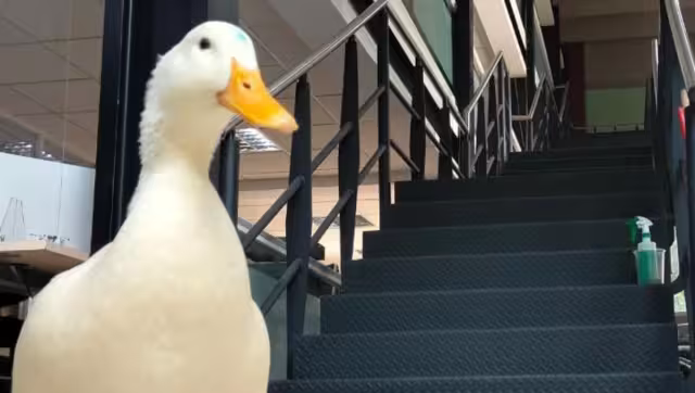 El pato fue capturado para regresarlo a su hábitat