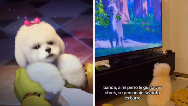 El perrito se emociona cada vez que ve a Burro en pantalla