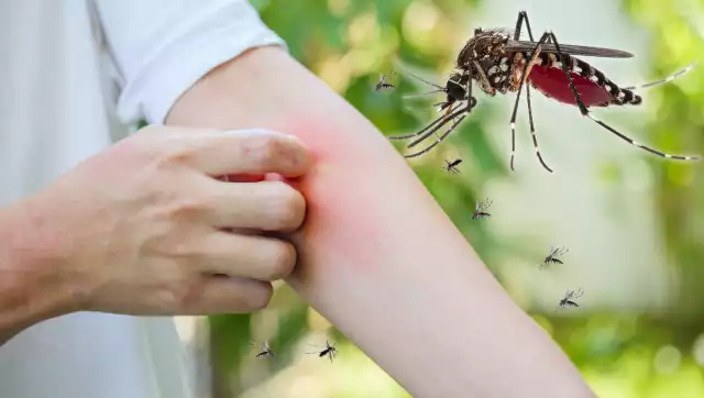 Aedes aegypti: el mosquito negro con rayas blancas que transmite el dengue