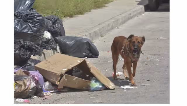La población de perros y gatos aumenta por el abandono en Cancún