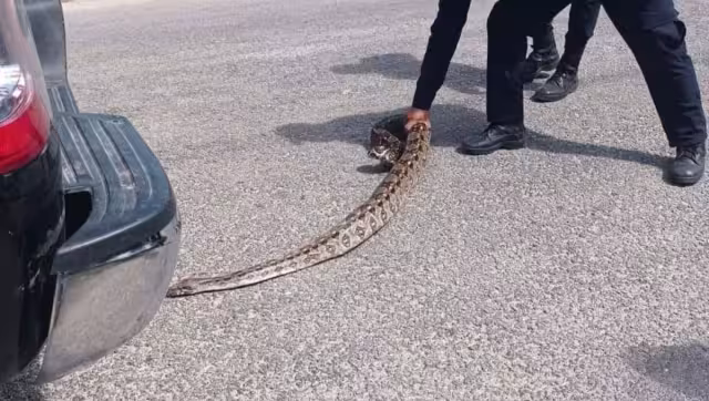 La boa Oxcan fue capturada y puesta en libertad lejos de la población de Tizimín