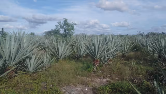 Campesinos exponen que el dueño de la desfibradora Andrés Solís prefiere comprar las pacas de Brasil.
