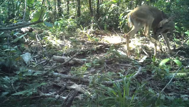 77 especies silvestres aprovechan la conservación