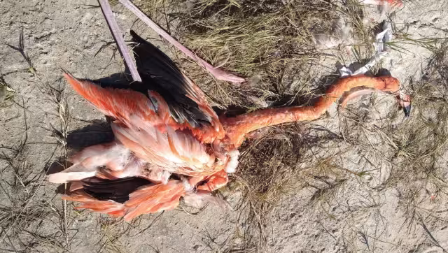 Dijo que las aves muchas veces se ven en la necesidad de atravesar las carretas