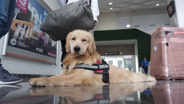 El perrito estuvo entre los primeros lugares del primer certamen en Tabasco