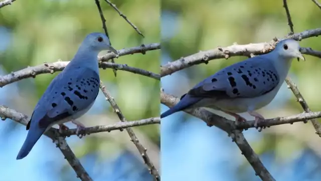 De acuerdo con la plataforma Naturalista, en Yucatán se han reportado 20 observaciones de la especie