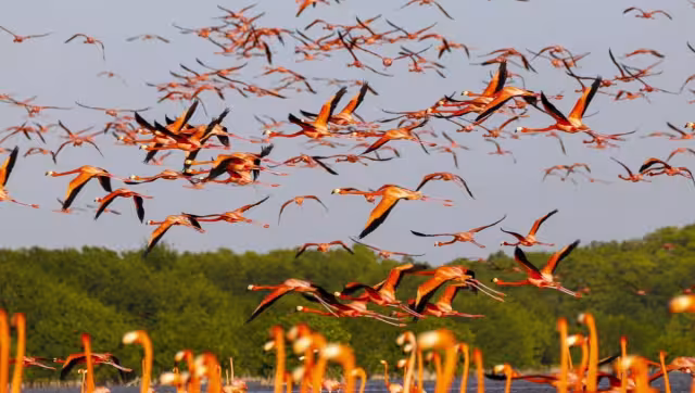 La especie se encuentra clasificada como Amenazada (A) en México