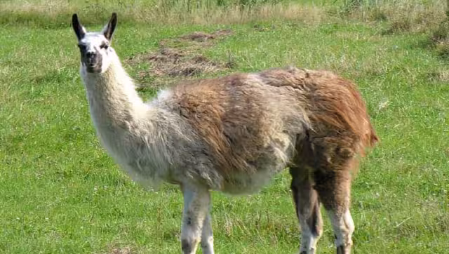 Se desconoce si la especie fue vista en Nuevo León, ya que no ha sido confirmado