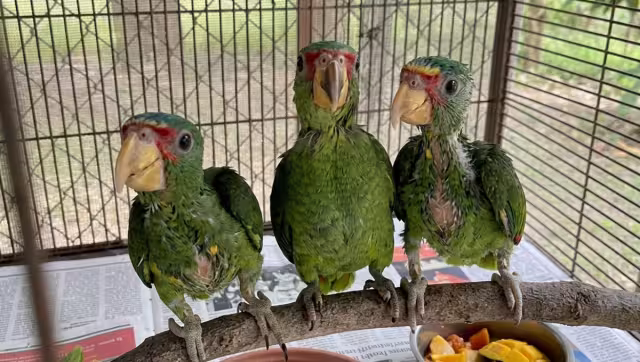 Rescatan loros bebés afectados por lluvias en Mérida y municipios de Yucatán