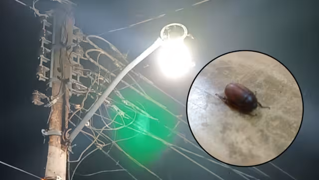 Los cuclines se aglomeran durante las noches cerca de la luz de los focos