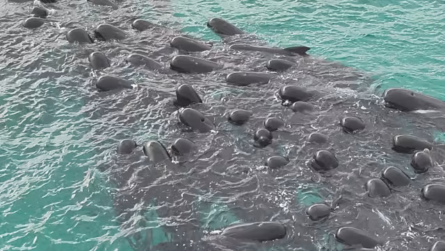 Pese a la catástrofe, se pudieron salvar más animales de esta especie. Foto: Especial