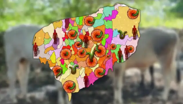 Se extienden los casos de miasis por gusano barrenador en Yucatán