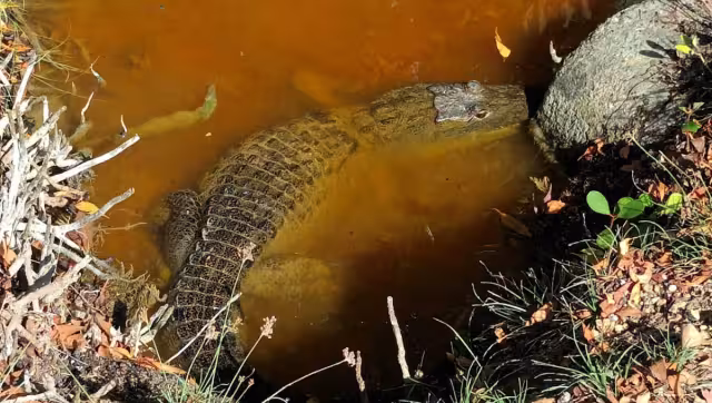 Los vecinos afirmaron que hasta el momento los lagartos se han mantenido al margen de las charcas y de los predios